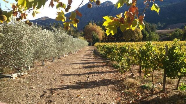 Olive And Vine Farm Cottage Franschhoek Bagian luar foto